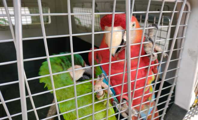 guacamaya ara macao  y guacamaya cariseca