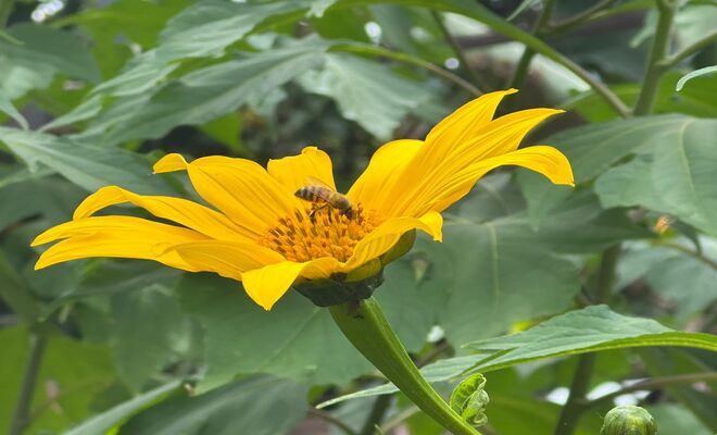 abeja polinizadora en una flor 
