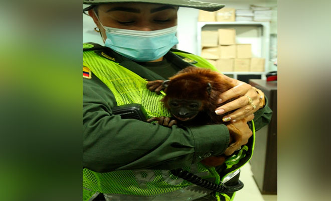 En Manizales estamos comprometidos con la fauna silvestre Devolvemos a su hábitat natural un mono aullador en vía de extinción avaluado en  $7.268.208