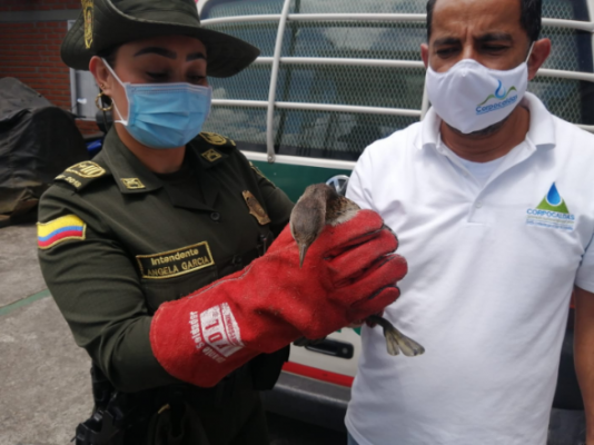 invitamos a la comunidad a denunciar la tenencia o presencia de animales silvestres. Tres especies fueron devueltas a su hábitat natural