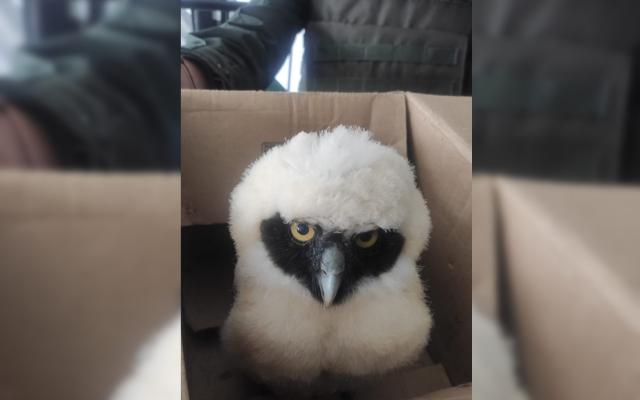 Gracias a la información de la ciudadanía fue posible su recuperación Rescatamos un búho de anteojos, hallado a orillas del río Chinchiná