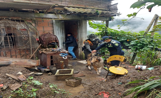 15 caninos abandonados 