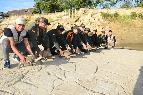 Rescate de tortugas 