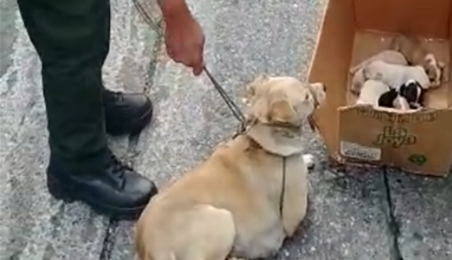 Llevaban varios días abandonados en un lugar de difícil acceso Oportuno llamado de la comunidad permitió el rescate de una canina y sus seis cachorros