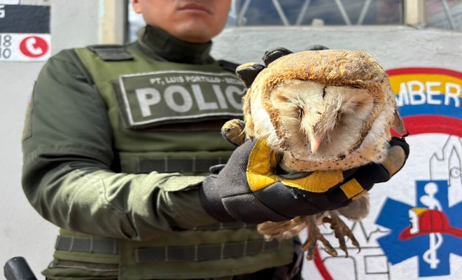 Un Polic&iacute;a con una lechuza en sus manos la cual fue rescatada 