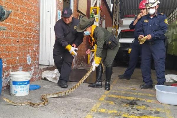 Comprometidos con la protección animal en Manizales Comprometidos con la protección animal en Manizales