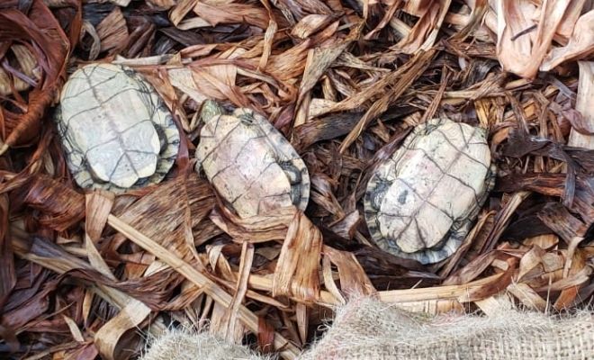  tortugas_hicoteas