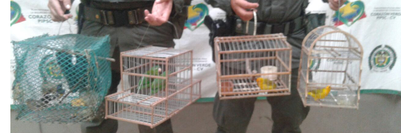 aves-necocli