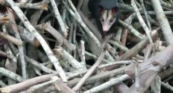 Marsupial liberado