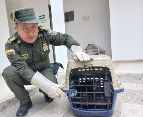 Rescate animal