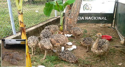 avestruces recuperadas