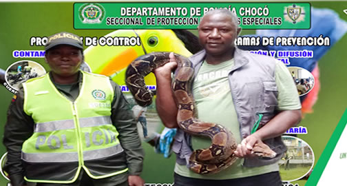 BOA