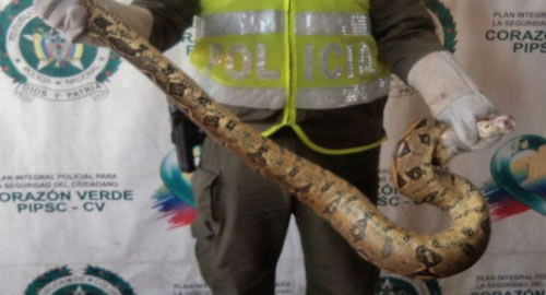 boa constrictor