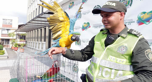 guacamaya