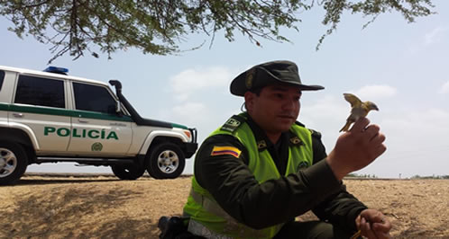 canarios guajira