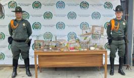 POLICÍA RECUPERA AVES QUE PREMANECÍAN EN CAUTIVERIO ESPECIES CONOCIDAS POLPULARMENTE COMO CONGOS, PERICOS, CANARIOS Y PICO GORDO