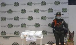 canino-rex canino-antidrogas