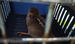 Gracias a la reacción oportuna de los uniformados esta especie podrá volver a su hábitat natural En Villamaría rescatamos un ave silvestre