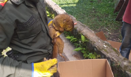 El mono nocturno conocido científicamente como aotus sp tiene un avalúo ecológico de $ 6.624.928 Incautamos un mono nocturno