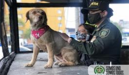 "Mona" fue rescatada de un CAI incinerado en la localidad de Kennedy Los vecinos del sector se han sumado para cuidar a la canina, mientras restauran su hoga
