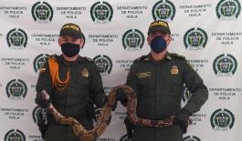 Serpiente de 2.7 metros rescatada piton_rescatada