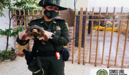 Rescate de tortugas Compromiso ambiental