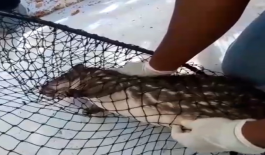 Rescatamos-una-Guartinaja Rescatamos-una-Guartinaja
