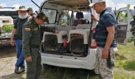 los guacales debían estar asegurados transporte_en_los_vehiculos_de_los_monos_hasta_el_sitio